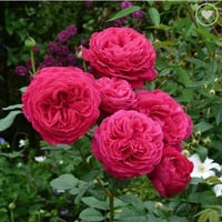 Image 6 of Pre-Order - GOSPEL ROSE