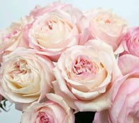 Image 5 of Pre-Order - KEIRA ROSE  (AUSboxer) 