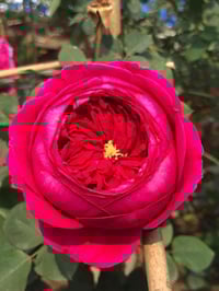 Image 5 of PAS DE DEUX ROSE