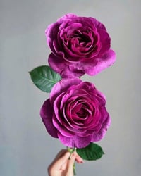 Image 5 of Pre-Order - MINERVA ROSE