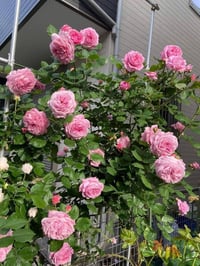 Image 5 of Pre-Order - BISHOP’S CASTLE (AUsbeck)