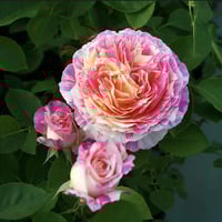 Image 5 of Pre-Order - CLAUDE MONET ROSE