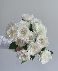 Image 6 of SUR LA NEIGE ROSE