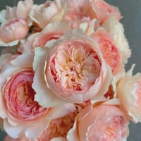 Image 5 of Pre-Order - MASORA ROSE