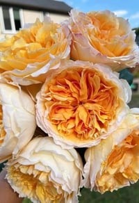 Image 6 of Pre-Order - BEATRICE ROSE