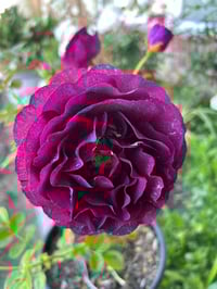 Image 5 of Pre-Order - EBB TIDE ROSE