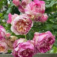 Image 5 of Pre-Order - EDOUARD MANET ROSE
