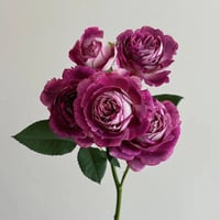 Image 5 of HUDDERSFIELD CHORAL SOCIETY ROSE