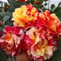 Image 6 of Pre-Order - MAURICE UTRILLO ROSE