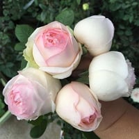 Image 6 of Pre-Order - LAROSE OPTIMISTE ROSE