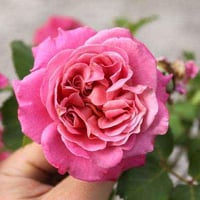 Image 6 of AGNES SCHILLINGER ROSE