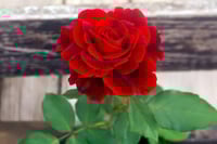 Image 6 of Pre-Order - DON JUAN CLIMBING ROSE