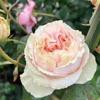 Image 6 of CHIFFON ROSE