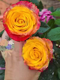 Image 6 of Pre-Order - JOKER ROSE