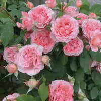 Image 6 of CORAIL GELEE ROSE