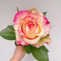 Image 6 of Pre-Order - NI CHANG ROSE