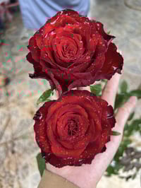 Image 6 of DARCULA’S KISS ROSE