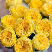 Image 6 of Pre-Order - CATALINA ROSE