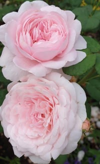 Image 6 of Pre-Order - MISAKI ROSE