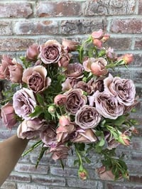 Image 6 of KOKO LOKO ROSE