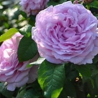 Image 5 of Pre-Order -  LE CIEL BLEU aka BLUE SKY