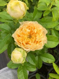 Image 6 of ALL FOUR ROMANCE ROSE