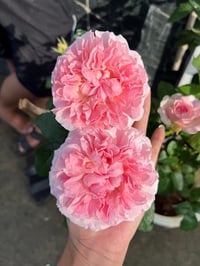 Image 6 of Pre-Order - MIRANDA (Ausimmon)