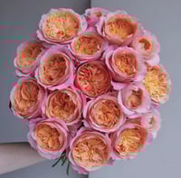 Image 6 of VICTORIAN SECRET ROSE