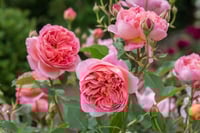 Image 6 of BOSCOBEL ROSE (Auscousin)