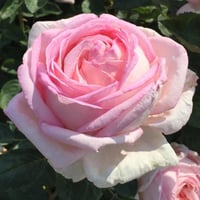 Image 6 of AMAZING GRACE ROSE