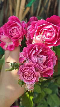 Image 6 of LADY CANDLE ROSE