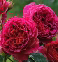 Image 1 of Pre-Order - GOSPEL ROSE