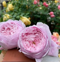 Image 6 of SPIRIT OF FREEDOM CLIMBING ROSE (Ausbite)