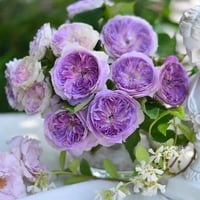 Image 6 of Pre-Order - BLUEMOON STONE ROSE