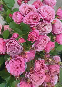 Image 5 of AOI FUGA ROSE