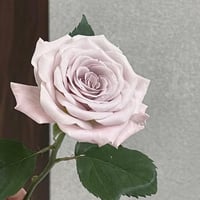 Image 6 of Pre-Order - MENTA ROSE