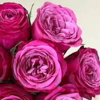 Image 6 of SUSAN ROSE