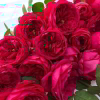 Image 6 of PAS DE DEUX ROSE