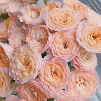 Image 6 of MICKEY BUBBLE ROSE