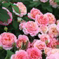 Image 6 of Pre-Order - CLAUDE MONET ROSE
