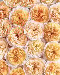 Image 7 of Pre-Order - BEATRICE ROSE