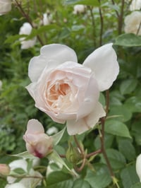 Image 6 of DESDEMONA ROSE (Auskindling)