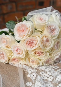 Image 7 of BLUSH SNOW ROSE