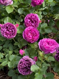 Image 6 of Pre-Order - MINERVA ROSE