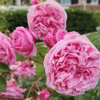 Image 6 of Pre-Order - BISHOP’S CASTLE (AUsbeck)