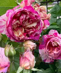 Image 6 of Pre-Order - EDOUARD MANET ROSE