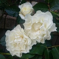 Image 7 of SUR LA NEIGE ROSE