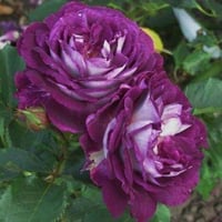 Image 6 of HUDDERSFIELD CHORAL SOCIETY ROSE