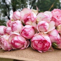 Image 7 of Pre-Order - LAROSE OPTIMISTE ROSE