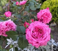Image 7 of AGNES SCHILLINGER ROSE